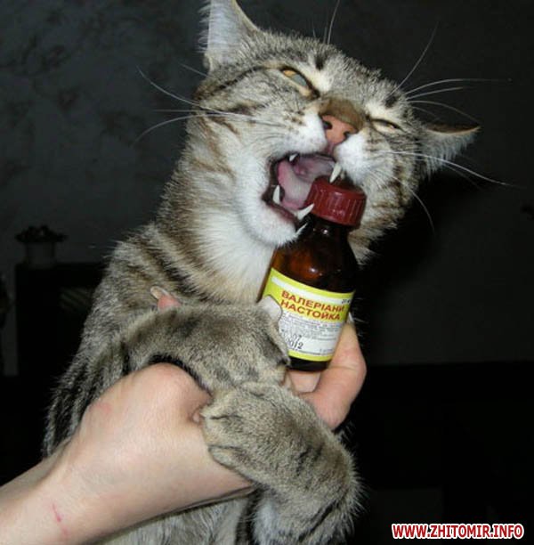можно ли валерьянку котам для успокоения. валерьянка. можно ли валерьянку котам для успокоения. валерьянка для кошек. валерьянка.