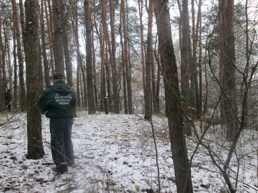 Застройщик в Житомире вырубит 300 деревьев на Корбутовке