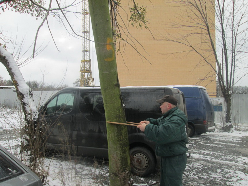 Застройщик в Житомире вырубит 300 деревьев на Корбутовке