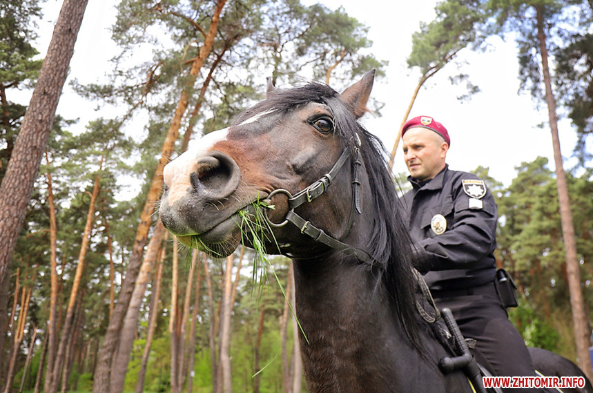 Поліцейськи на конях в Житомирі