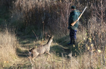 ae33c62456f2ea9bbb7a268fb1a73675 preview w440 h290 - На вихідних у Житомирській області стартує сезон полювання на диких копитних тварин