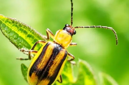 Порно видео: Анальды секске нашар дайындалған